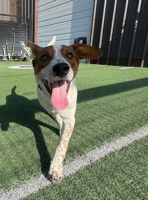 Enlarge Musketeers:  Porthos AKA Rusty, a Adoptable mixed breed in Dallas, TX image 4/5