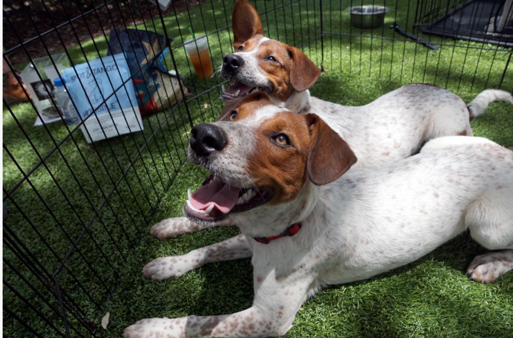 Enlarge Musketeers:  Porthos AKA Rusty, a Adoptable mixed breed in Dallas, TX image 5/5