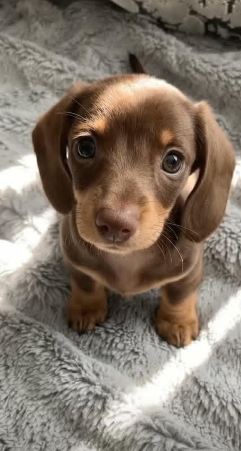 Sunny, Adoptable, Puppy Female Dachshund.