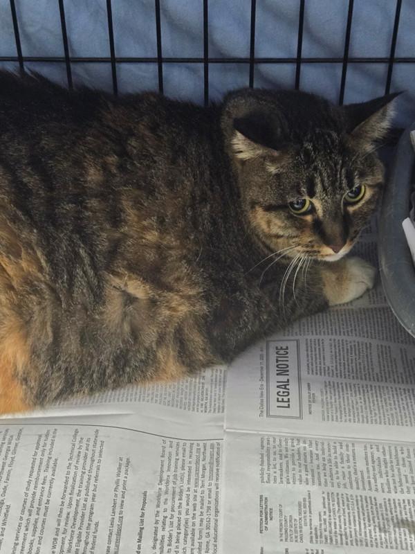 26-01-0064c Buttercup, Adoptable, Adult Female Domestic Short Hair.