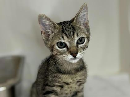 Sponge @ PetSmart Walker Rd, Adoptable, Kitten Male Tabby.
