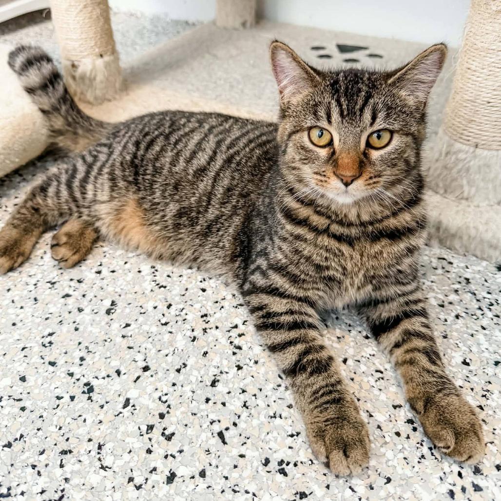 Captain, Adoptable, Kitten Male Domestic Short Hair.