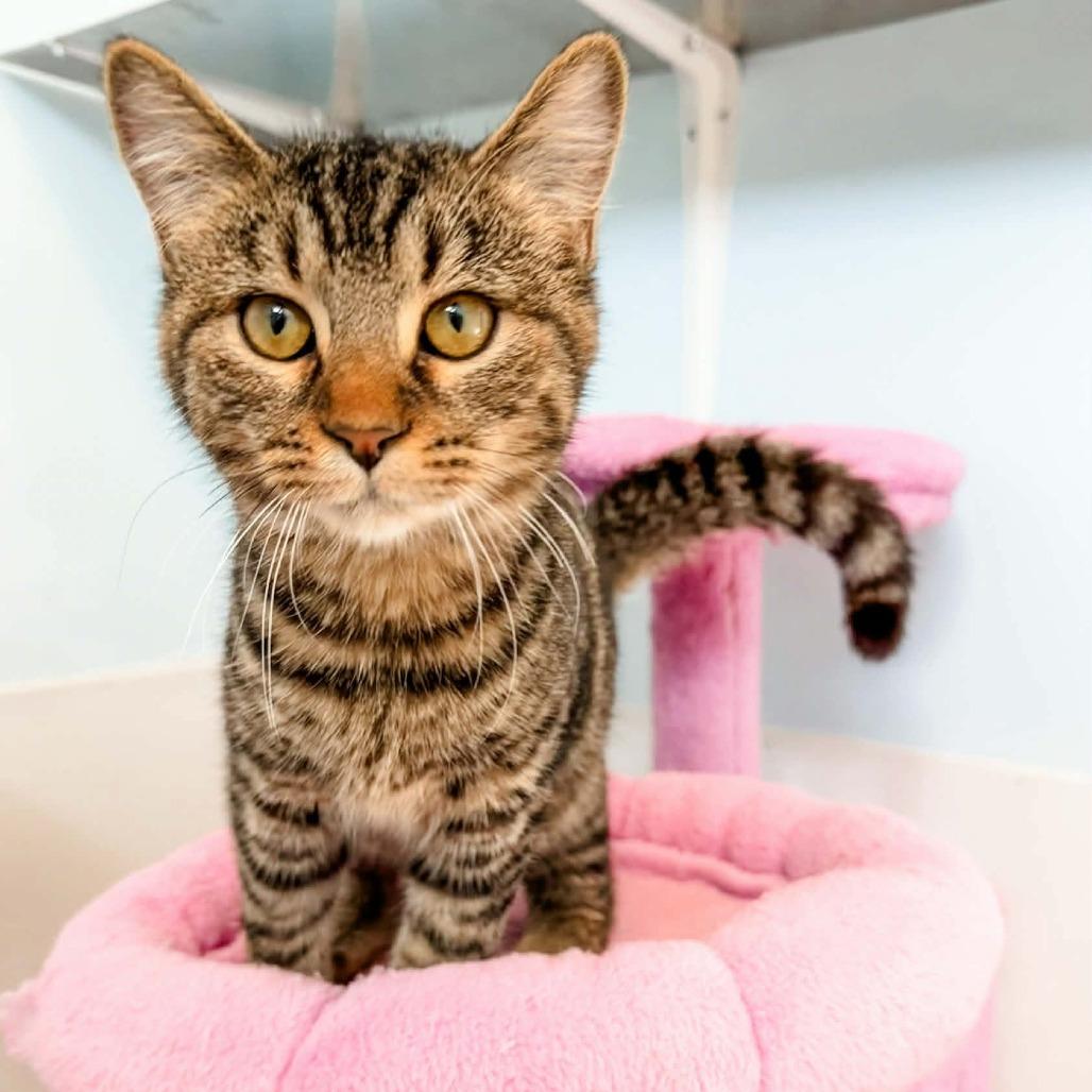 Captain, a Adoptable mixed breed in Winchester, TN image 1/4