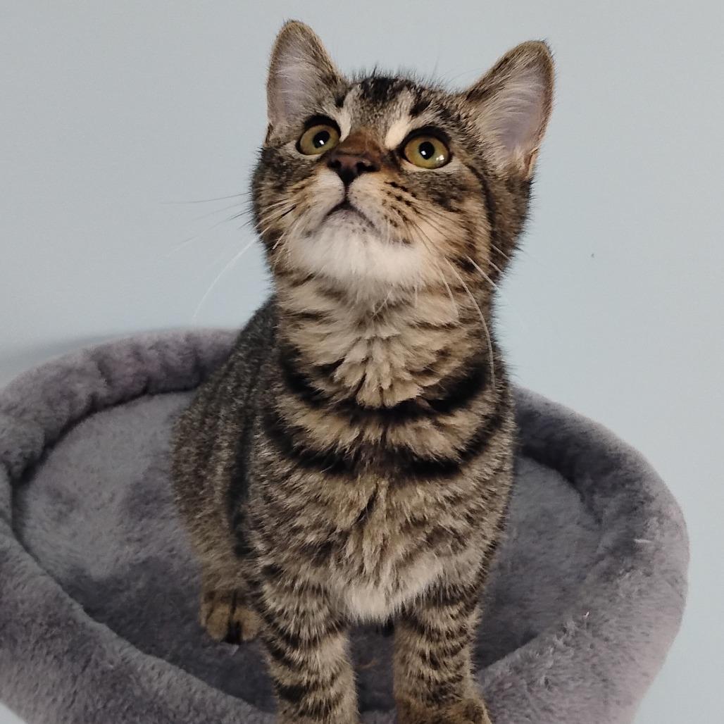 Captain, a Adoptable mixed breed in Winchester, TN image 2/4