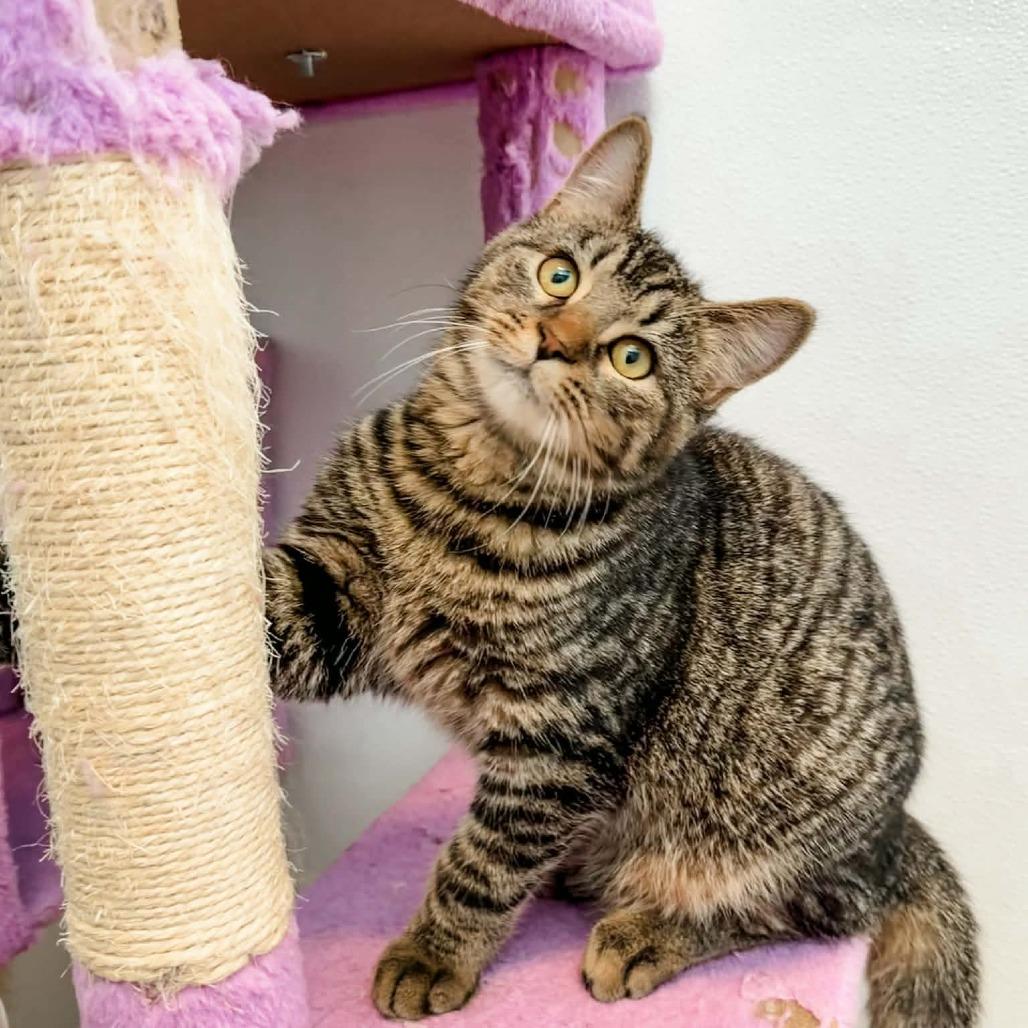 Captain, a Adoptable mixed breed in Winchester, TN image 3/4