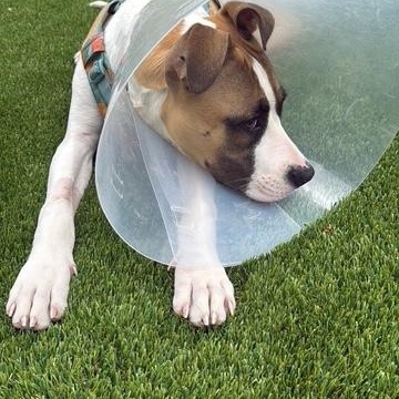 Mars, an adopted mixed breed in West Hollywood, CA image 4/5