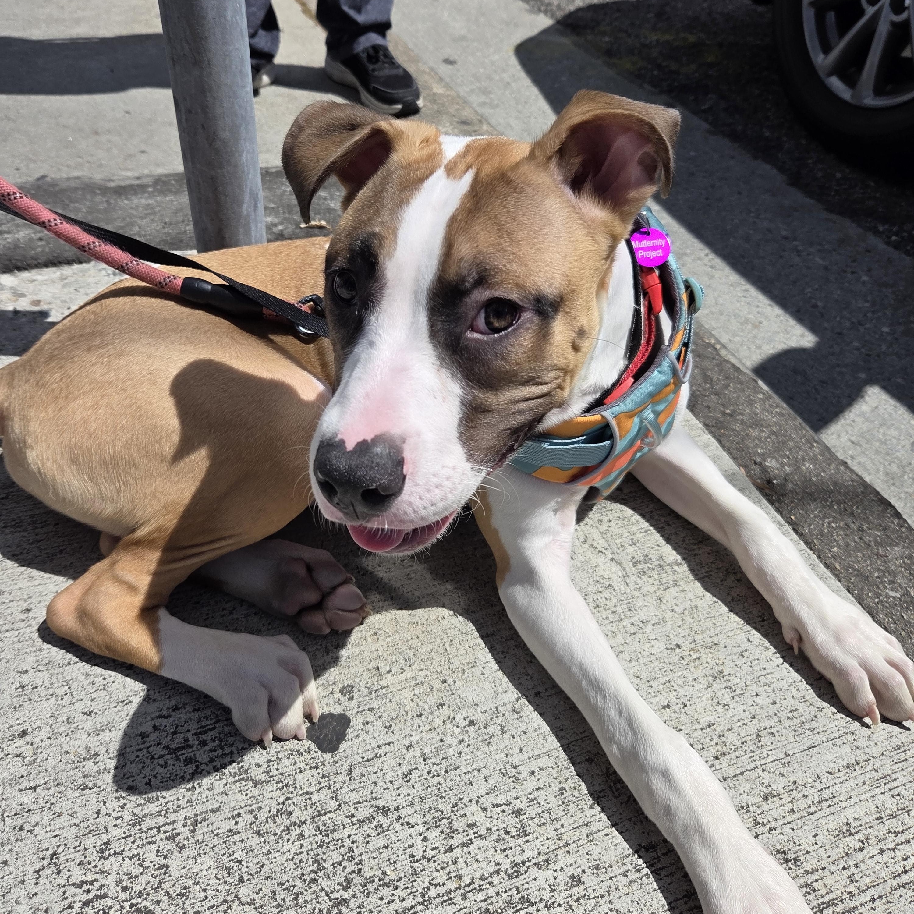 Mars, an adopted mixed breed in West Hollywood, CA image 2/5