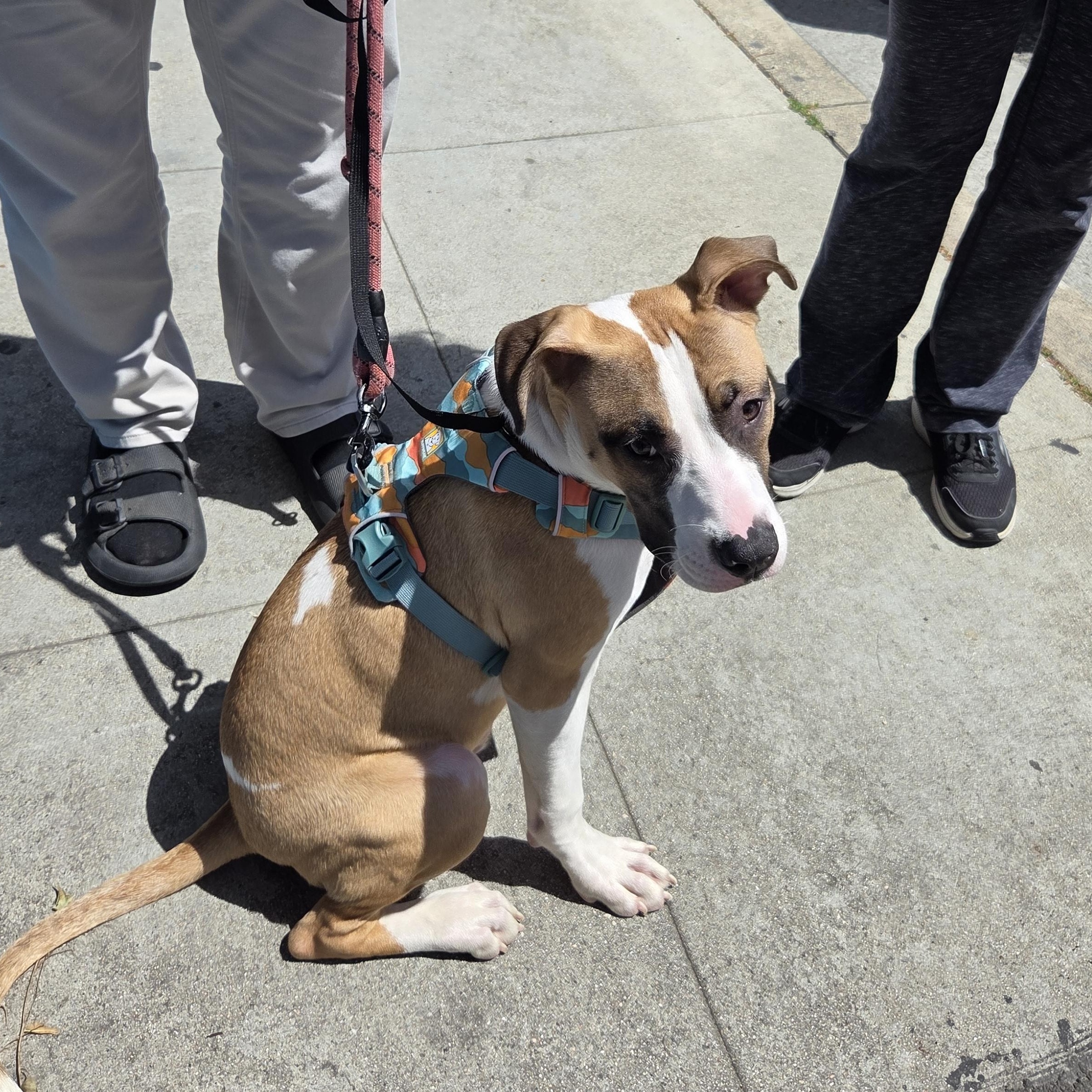 Mars, an adopted mixed breed in West Hollywood, CA image 3/5