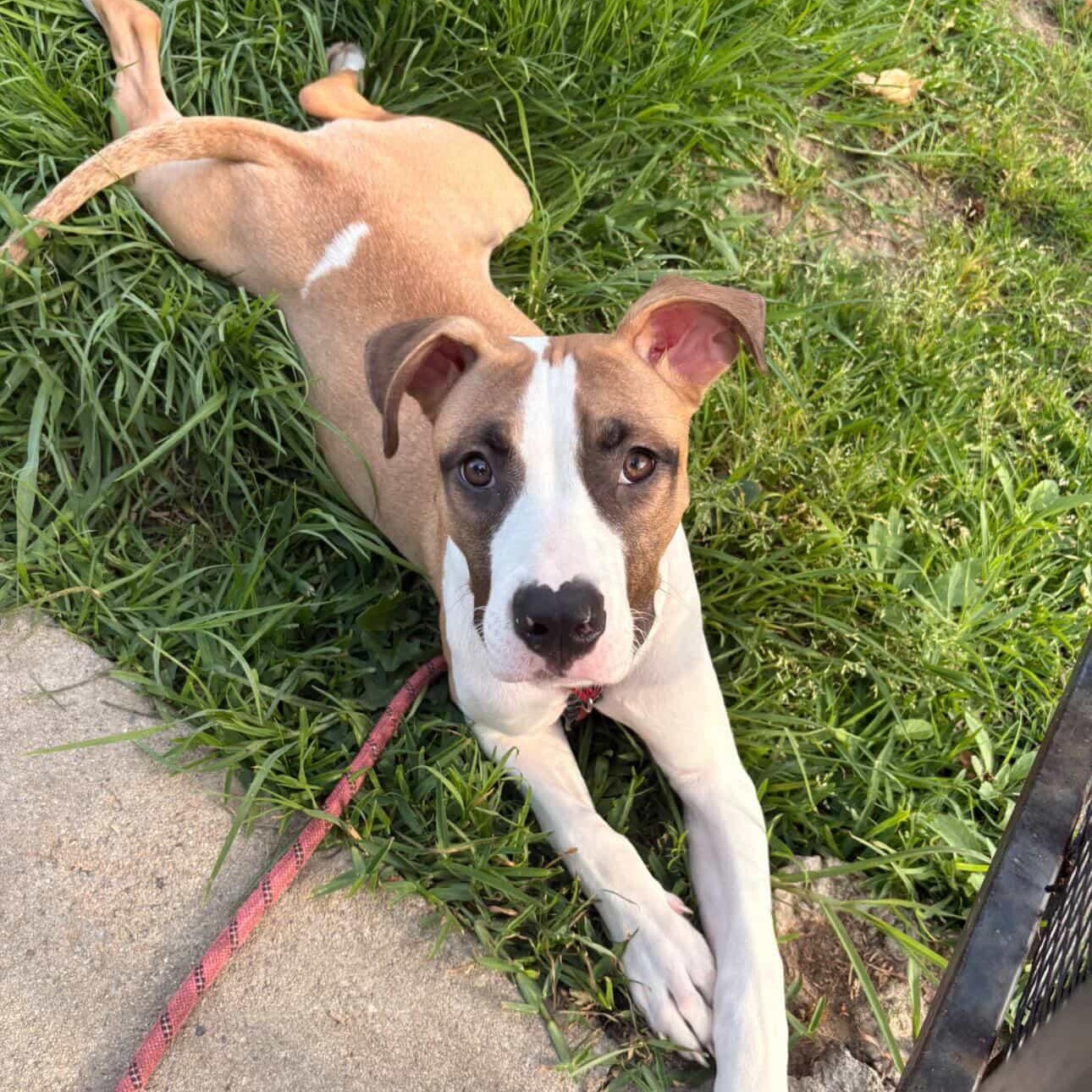 Mars, adopted, Puppy Male Pit Bull Terrier.
