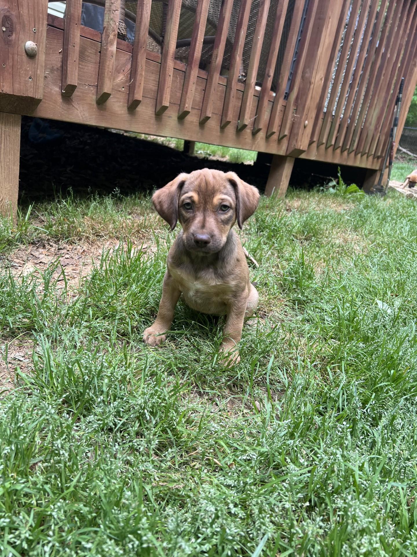 Enlarge Claire, a ADOPTABLE mixed breed in Salisbury, NC image 2/3