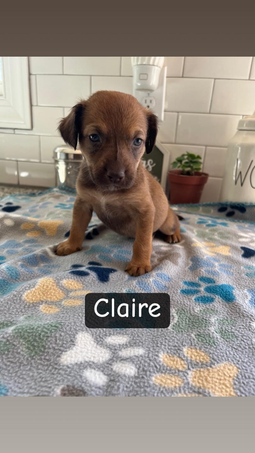 Enlarge Claire, a ADOPTABLE mixed breed in Salisbury, NC image 1/1
