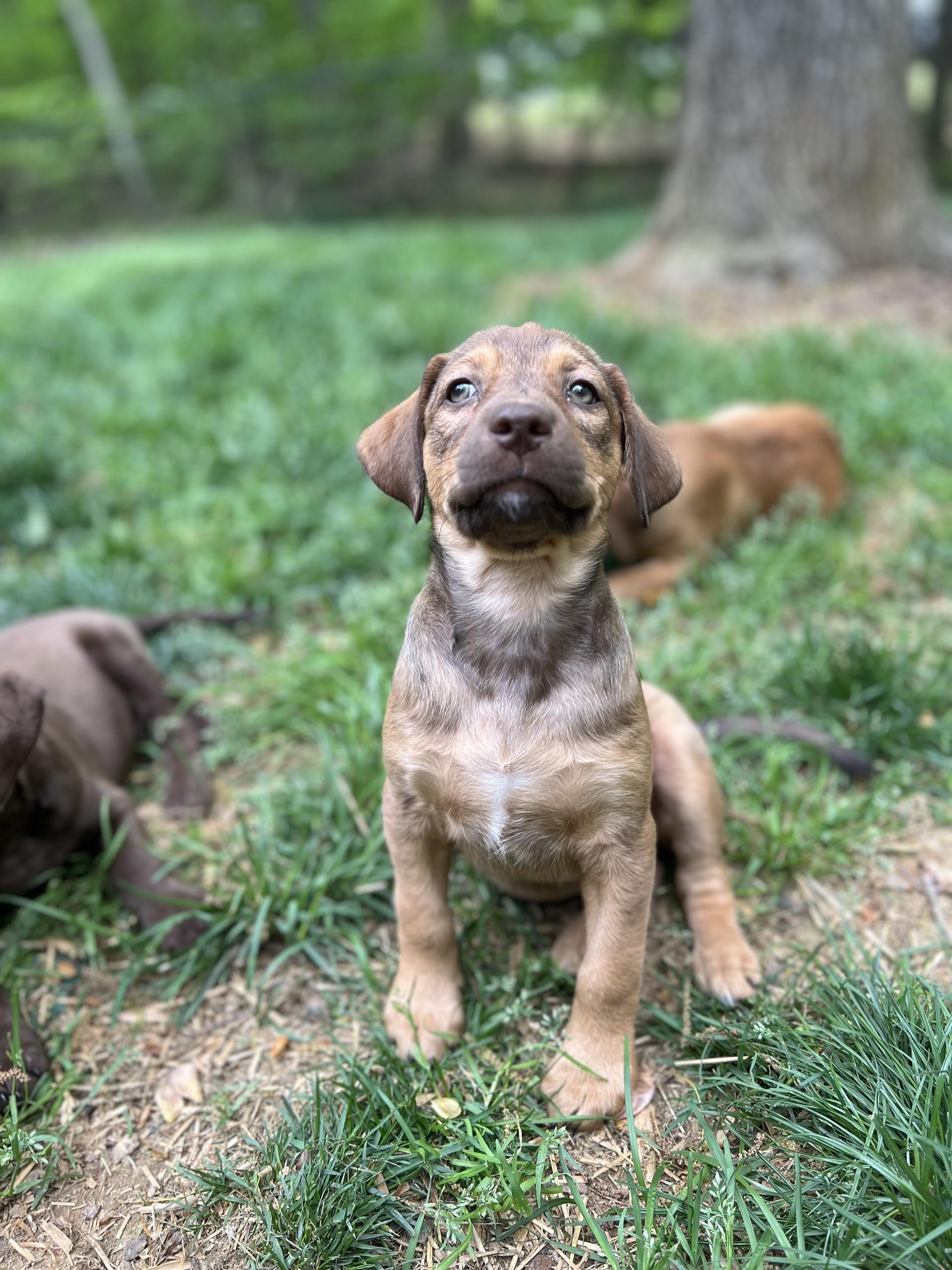 Claire, ADOPTABLE, Young Female Labrador Retriever & Cocker Spaniel.