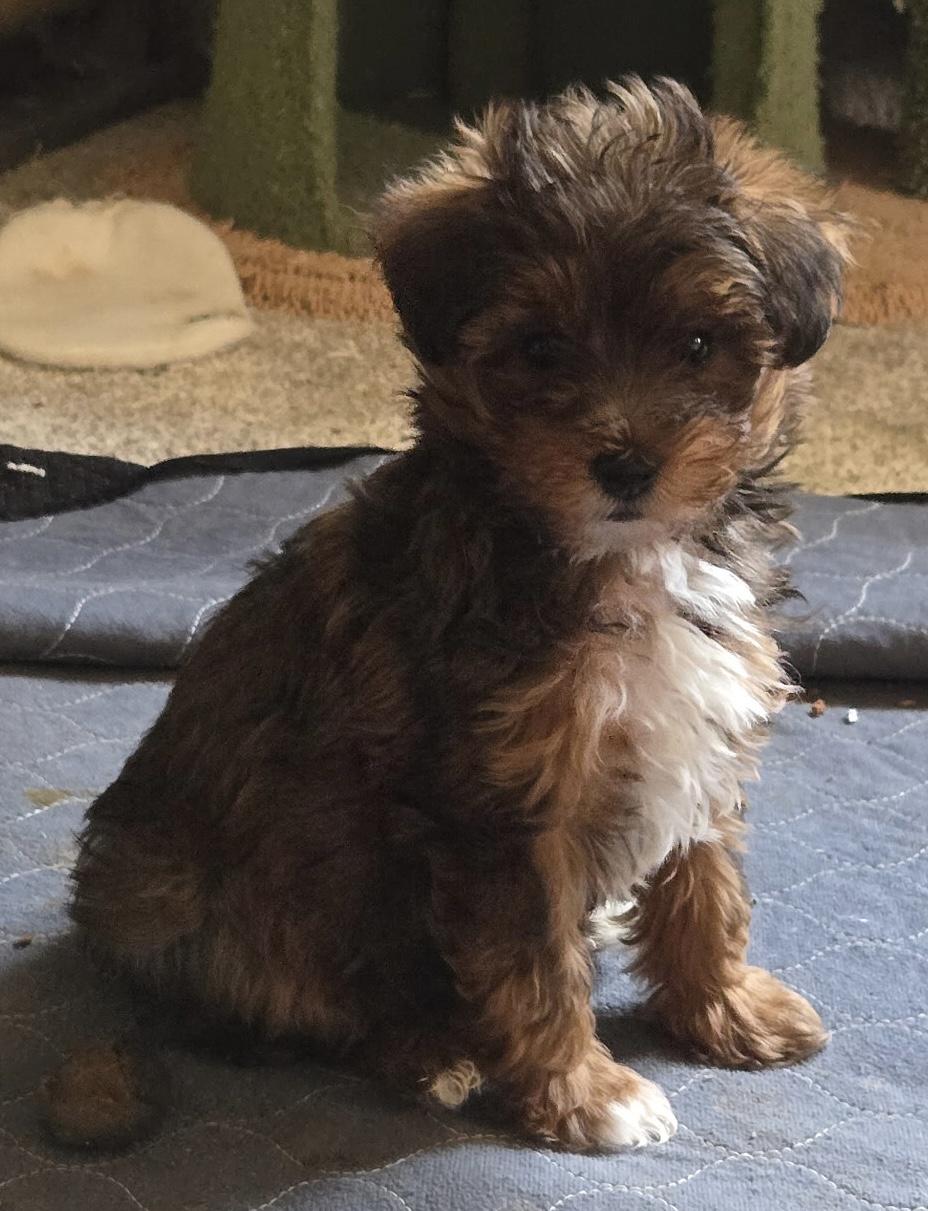 Enlarge Captain, an adopted mixed breed in Overland Park, KS image 3/3