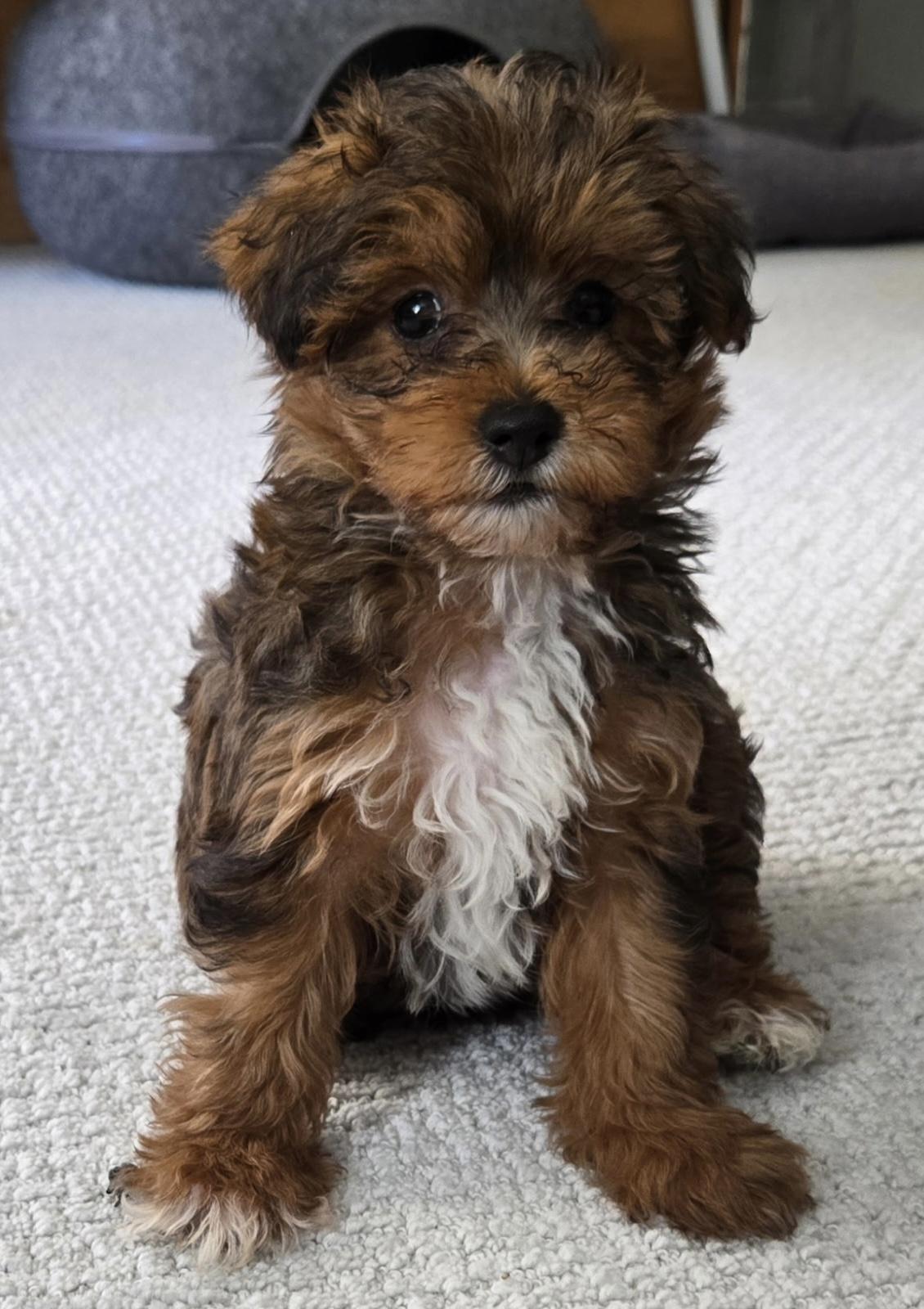 Enlarge Captain, an adopted mixed breed in Overland Park, KS image 1/3