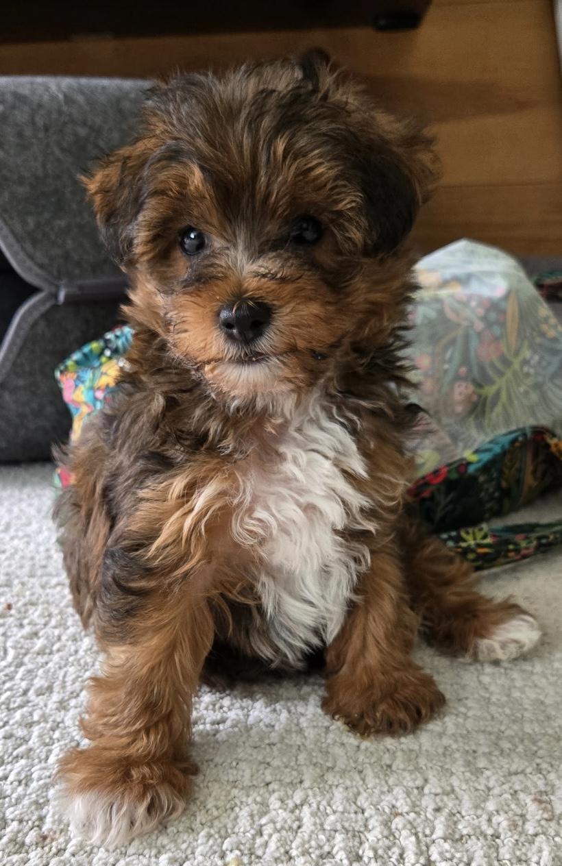 Enlarge Captain, an adopted mixed breed in Overland Park, KS image 2/3