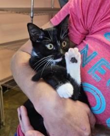 Twinkle Toes, a Adoptable Domestic Short Hair in Santa Fe, TX image 1/3