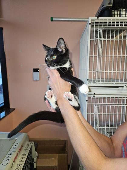 Twinkle Toes, a Adoptable Domestic Short Hair in Santa Fe, TX image 2/3