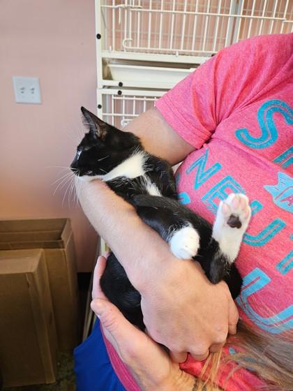 Enlarge Twinkle Toes, a Adoptable Domestic Short Hair in Santa Fe, TX image 3/3