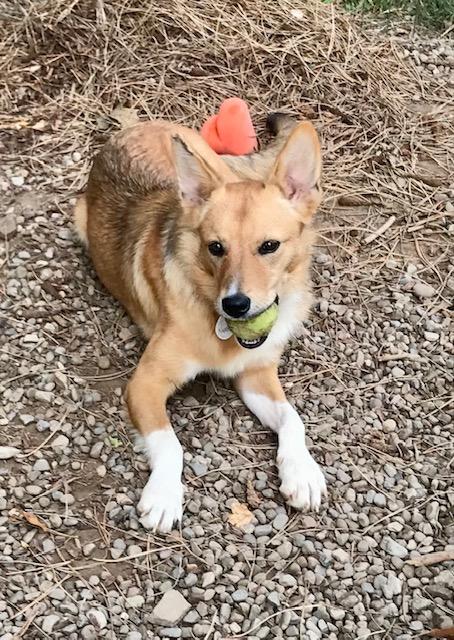 Enlarge Nyssa, a Adoptable mixed breed in Honeoye Falls, NY image 2/2