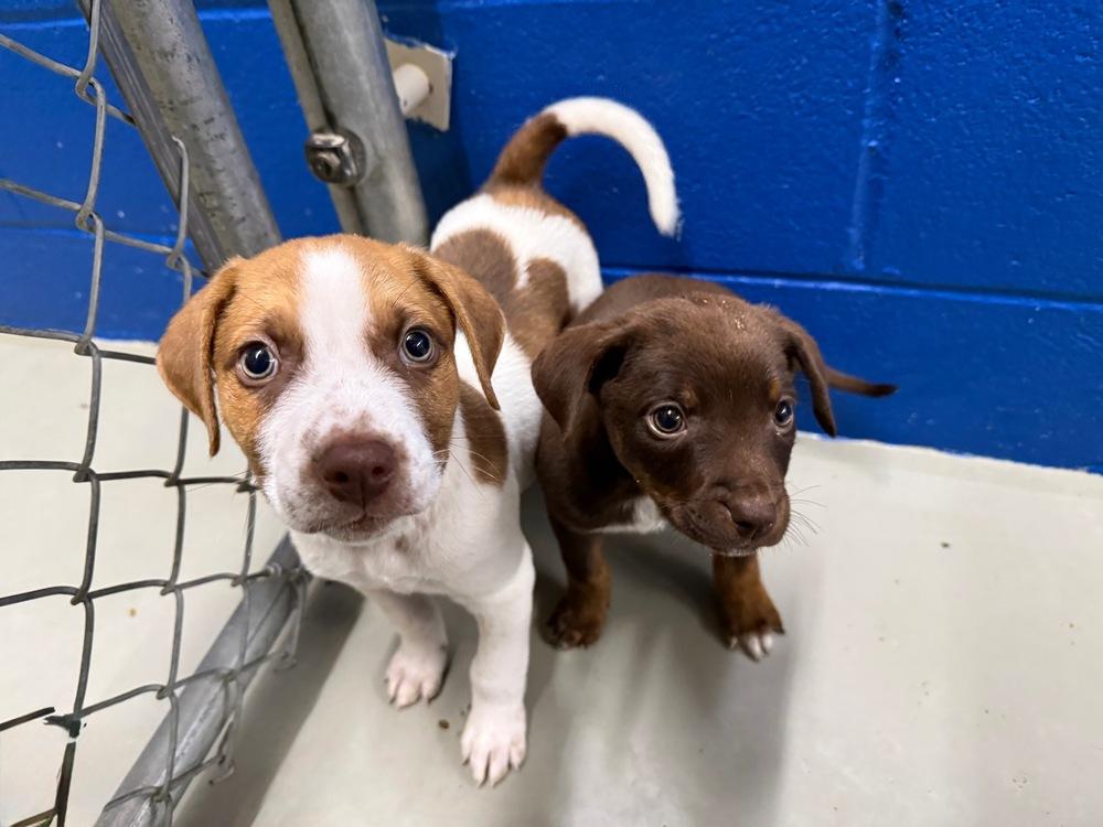 Navi, Adoptable, Puppy Male Mixed Breed.