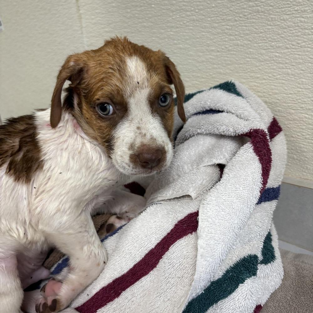 Enlarge Navi, a Adoptable mixed breed in Bronx, NY image 2/2