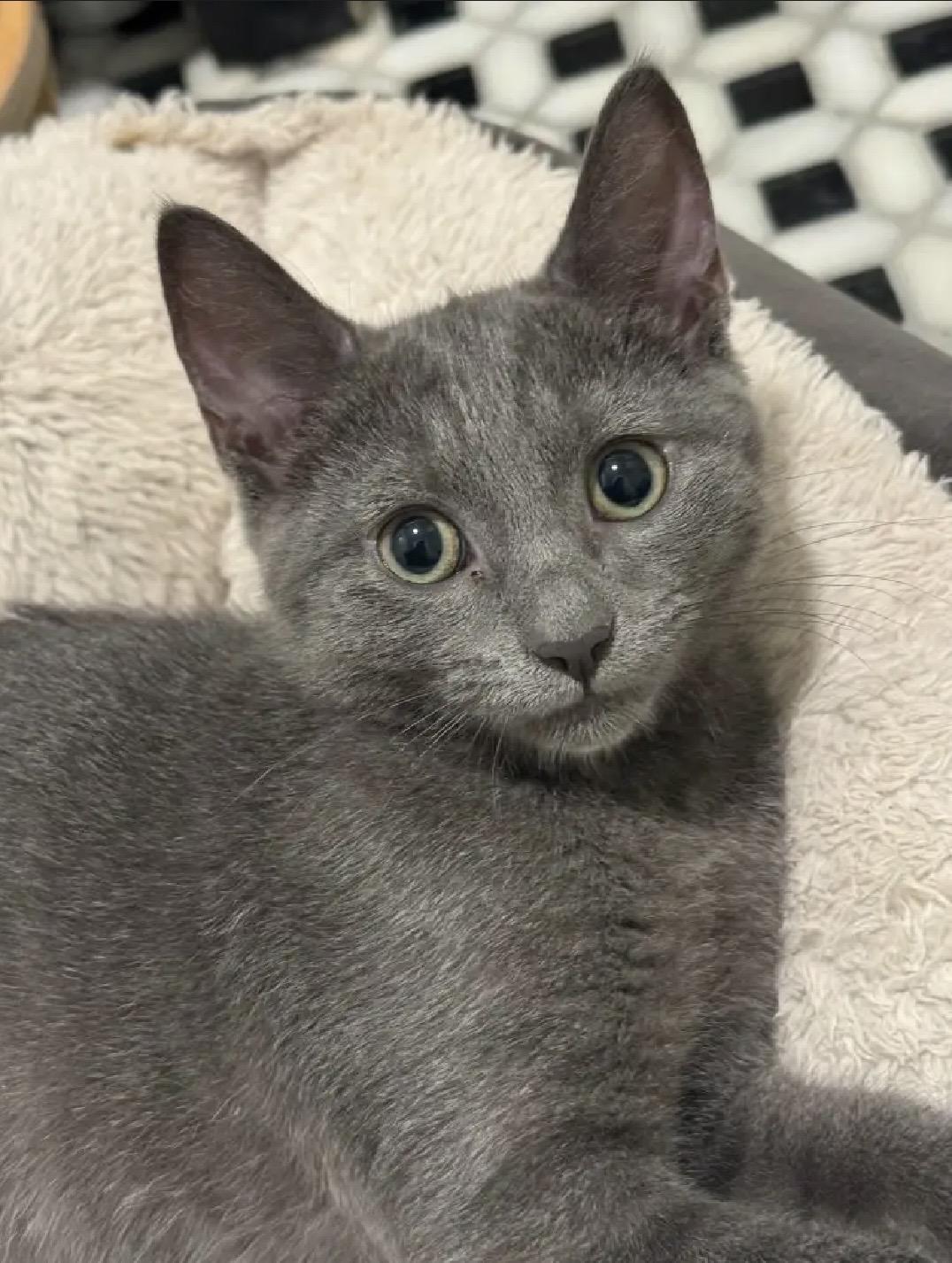 Enlarge Paco & Paloma, a Adoptable Domestic Short Hair in Beltsville, MD image 4/6