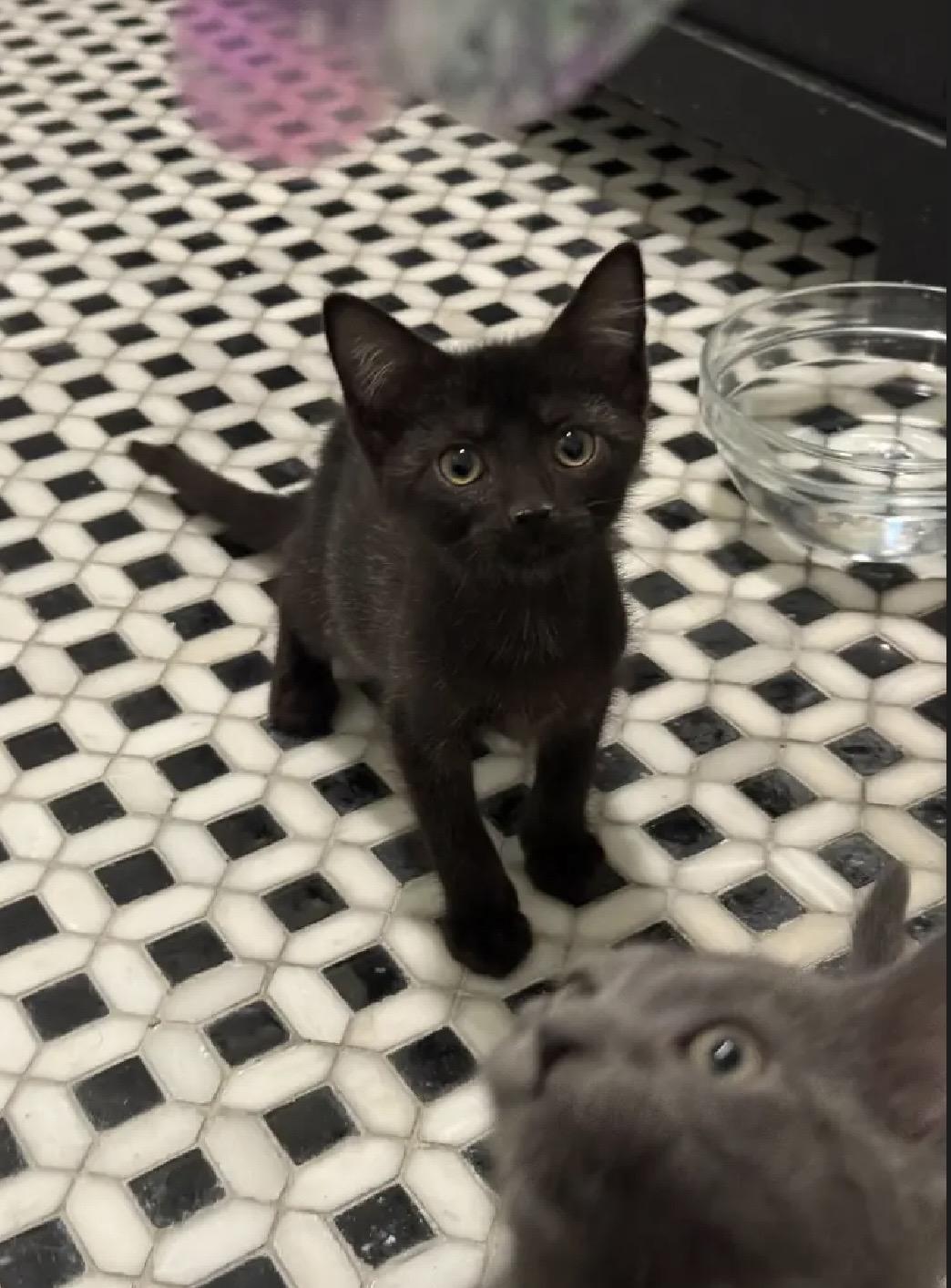 Enlarge Paco & Paloma, a Adoptable Domestic Short Hair in Beltsville, MD image 5/6