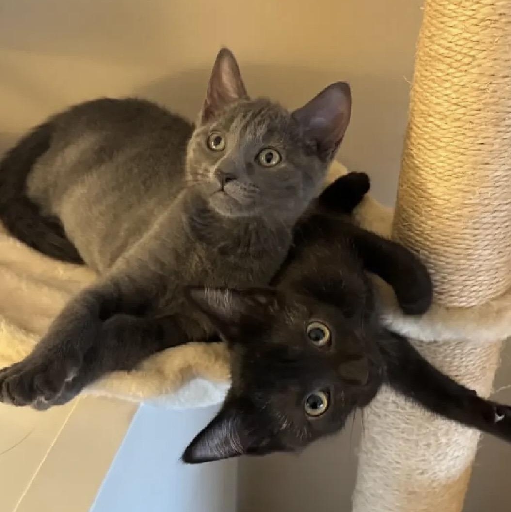 Enlarge Paco & Paloma, a Adoptable Domestic Short Hair in Beltsville, MD image 3/6
