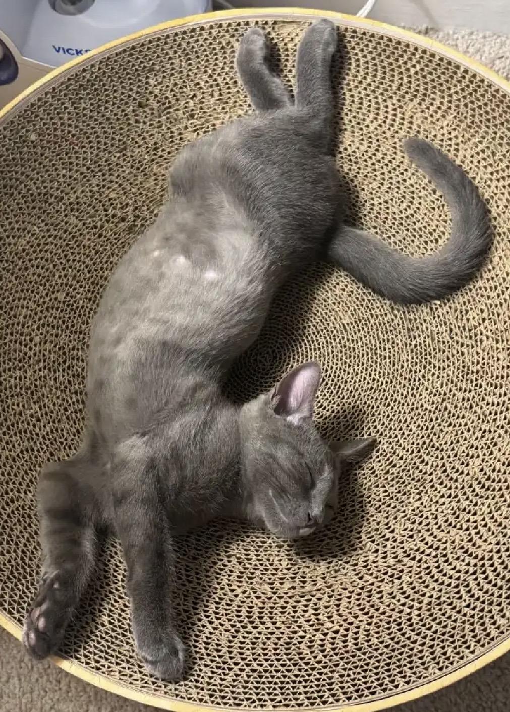 Paco & Paloma, Adoptable, Kitten Male Domestic Short Hair.