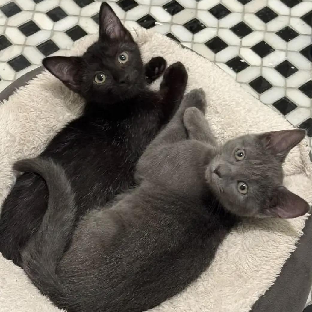 Enlarge Paco & Paloma, a Adoptable Domestic Short Hair in Beltsville, MD image 2/6