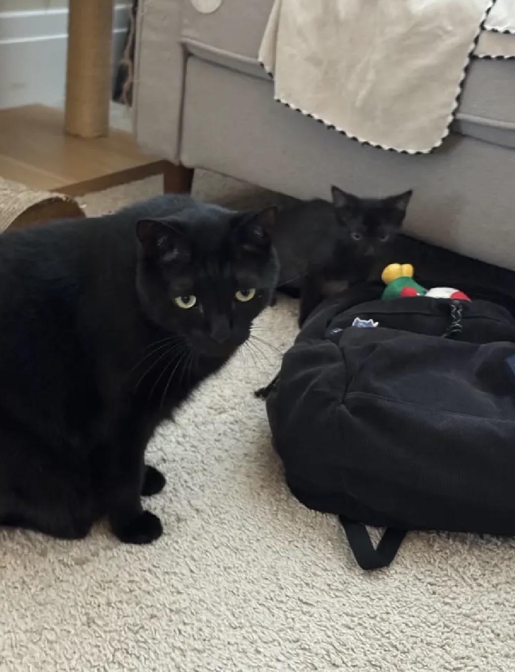 Enlarge Paco & Paloma, a Adoptable Domestic Short Hair in Beltsville, MD image 6/6