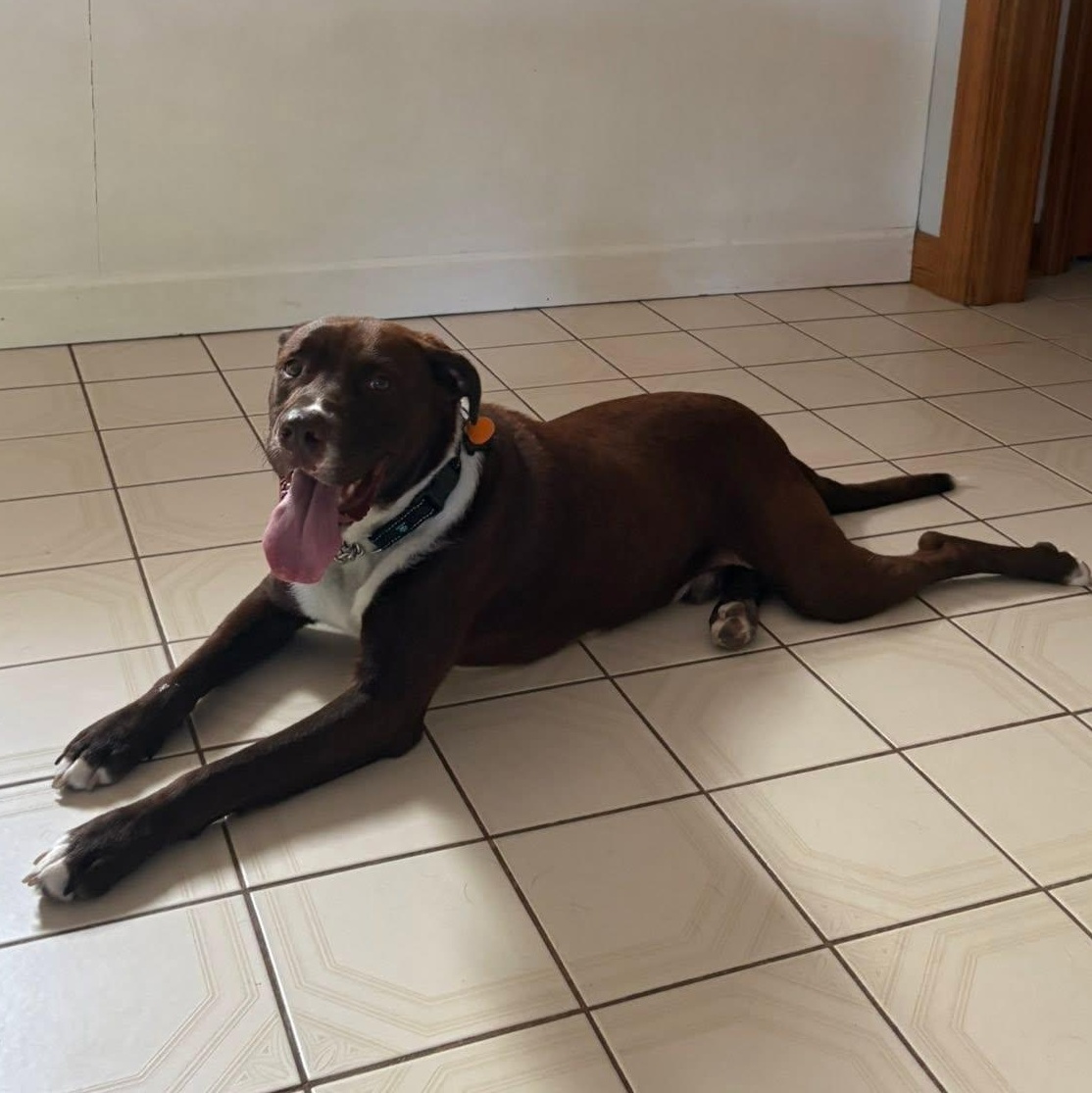 Enlarge River, an adoptable mixed breed in Lemont, IL image 4/6