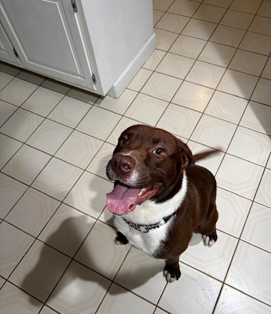 Enlarge River, an adoptable mixed breed in Lemont, IL image 5/6