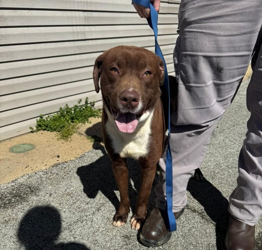 Enlarge River, an adoptable mixed breed in Lemont, IL image 2/6