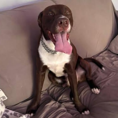 River, adoptable, Young Male Labrador Retriever.