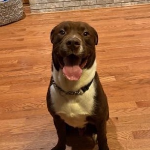 River, adoptable, Young Male Labrador Retriever.