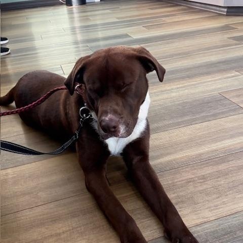 Enlarge River, an adoptable mixed breed in Lemont, IL image 6/6