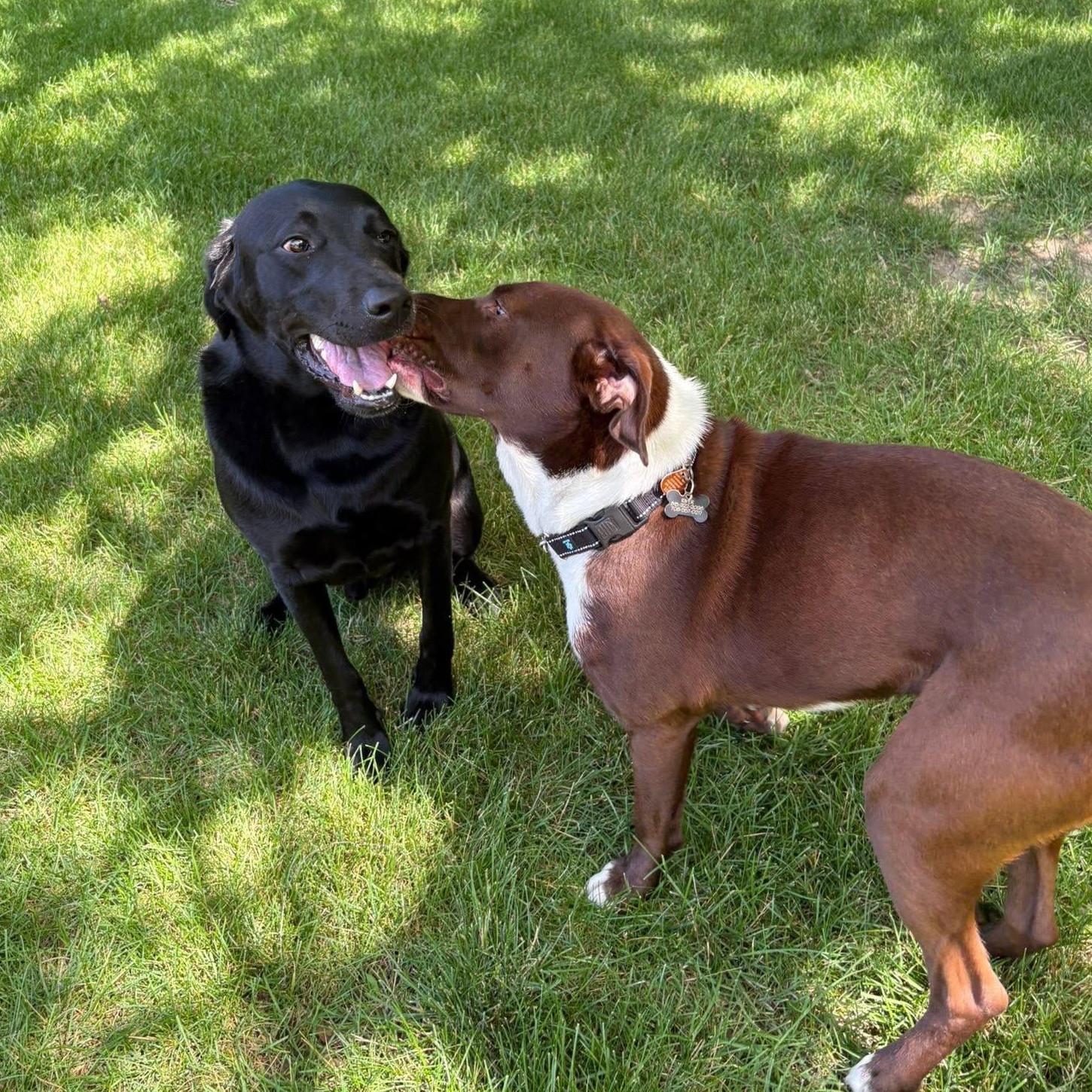 Enlarge River, an adoptable mixed breed in Lemont, IL image 3/6