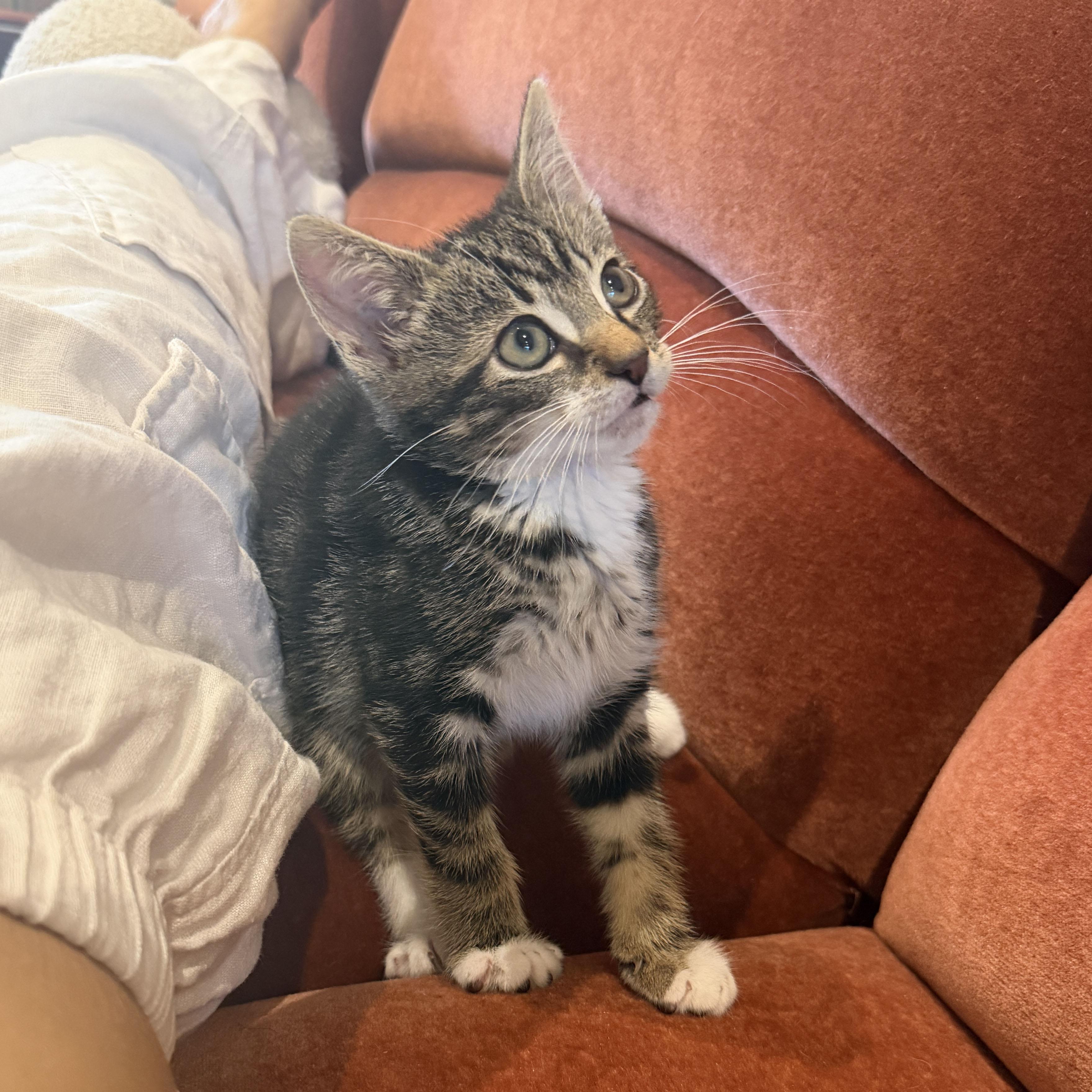 Enlarge Shaun, a ADOPTABLE Domestic Short Hair in BROOKLYN, NY image 5/6