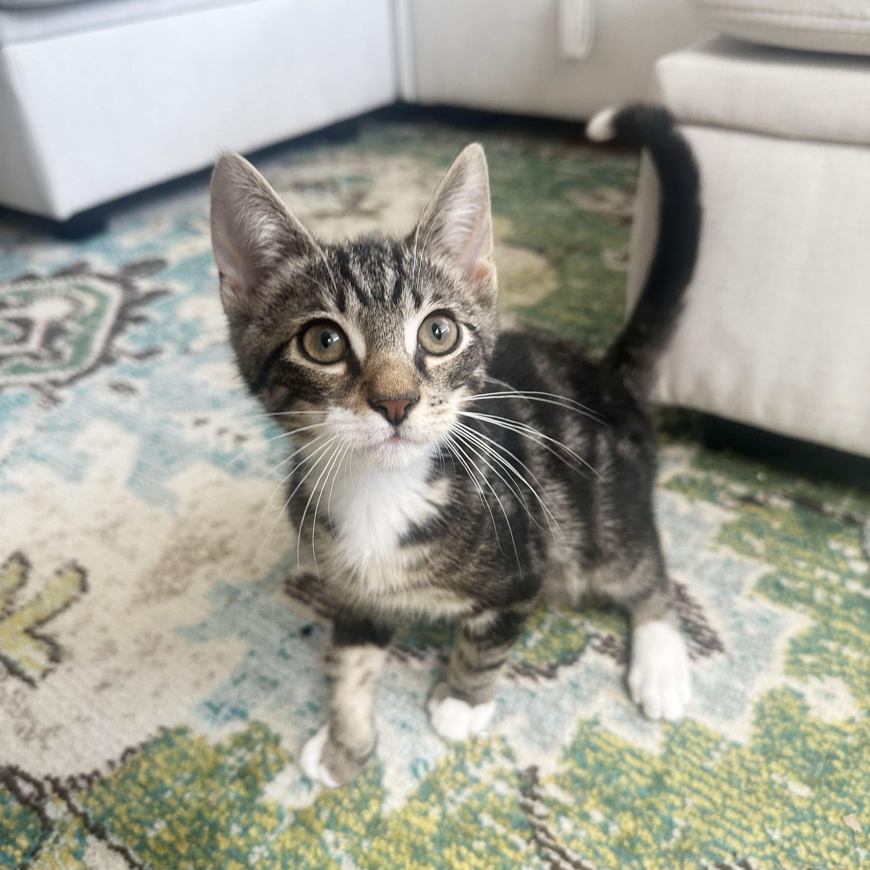 Enlarge Shaun, a ADOPTABLE Domestic Short Hair in BROOKLYN, NY image 1/6