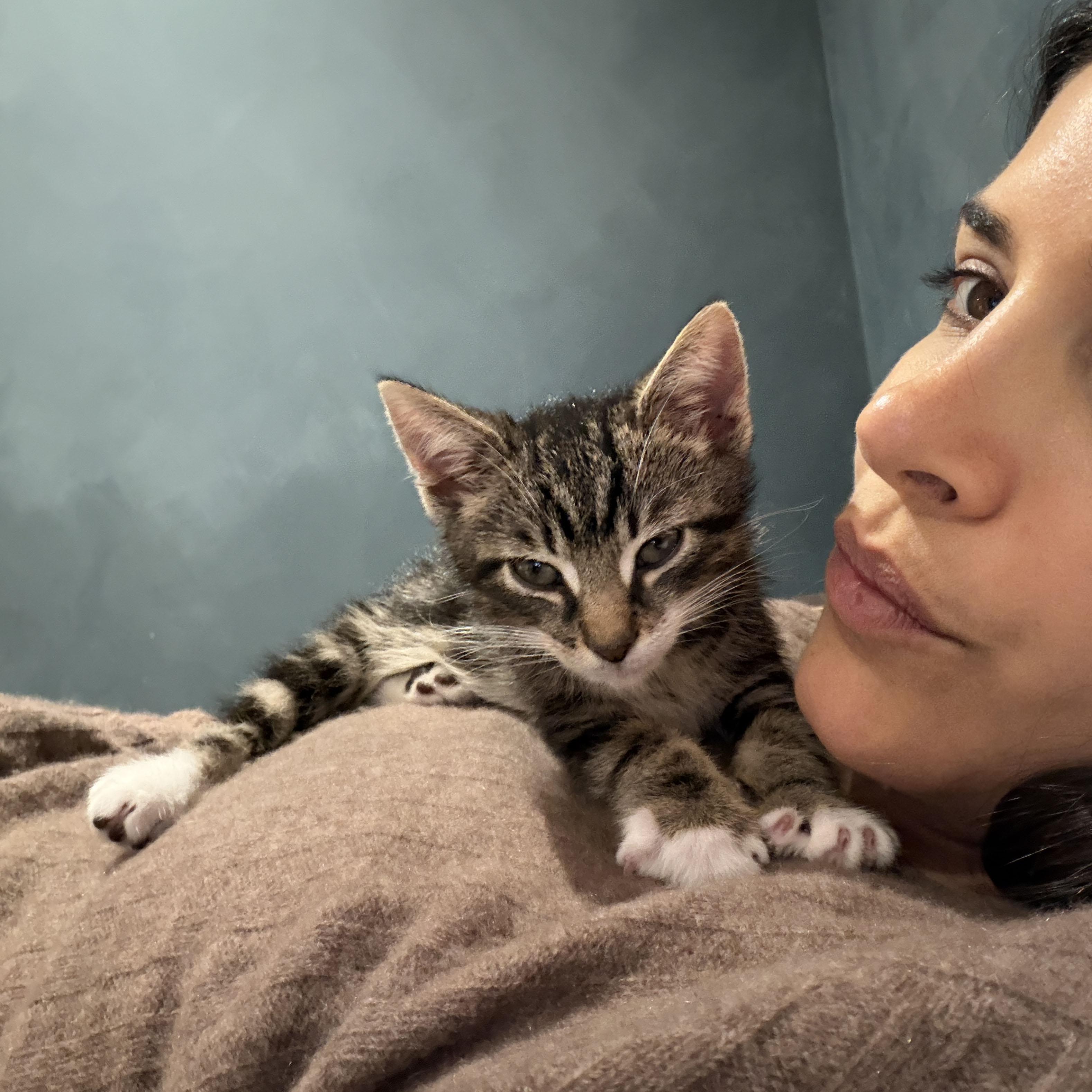 Enlarge Shaun, a ADOPTABLE Domestic Short Hair in BROOKLYN, NY image 6/6