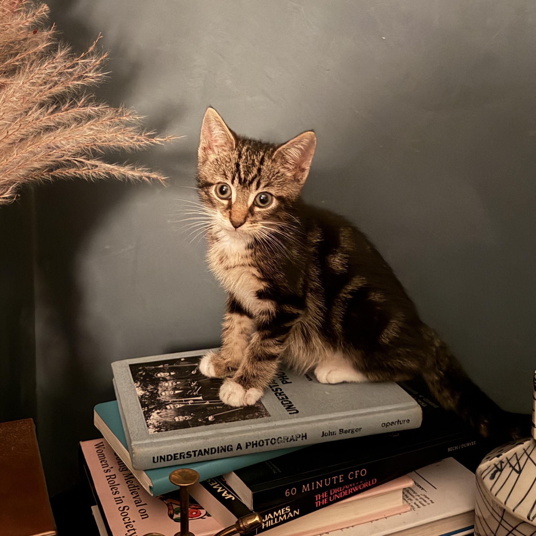Enlarge Shaun, a ADOPTABLE Domestic Short Hair in BROOKLYN, NY image 4/6