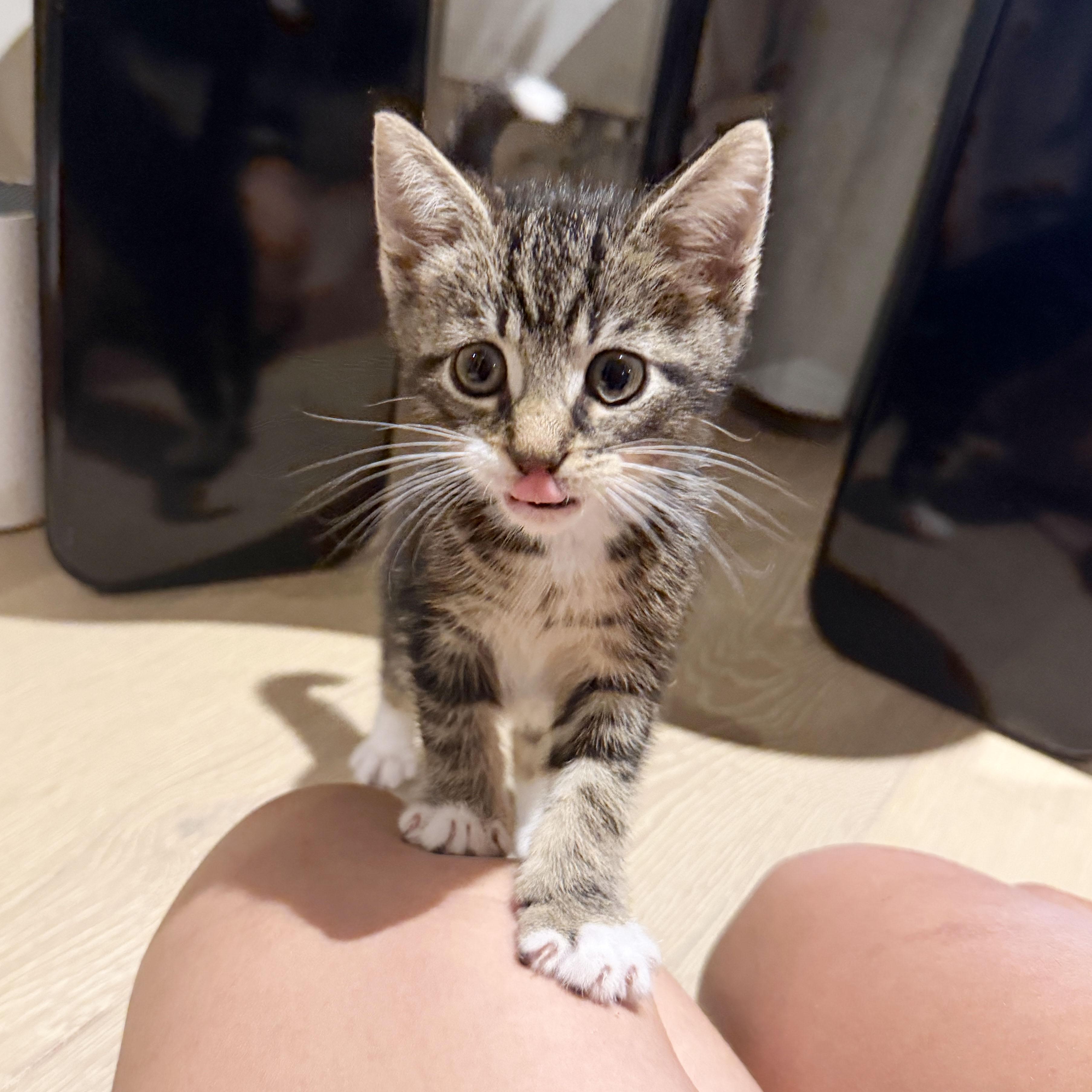 Shaun, ADOPTABLE, Kitten Male Domestic Short Hair.