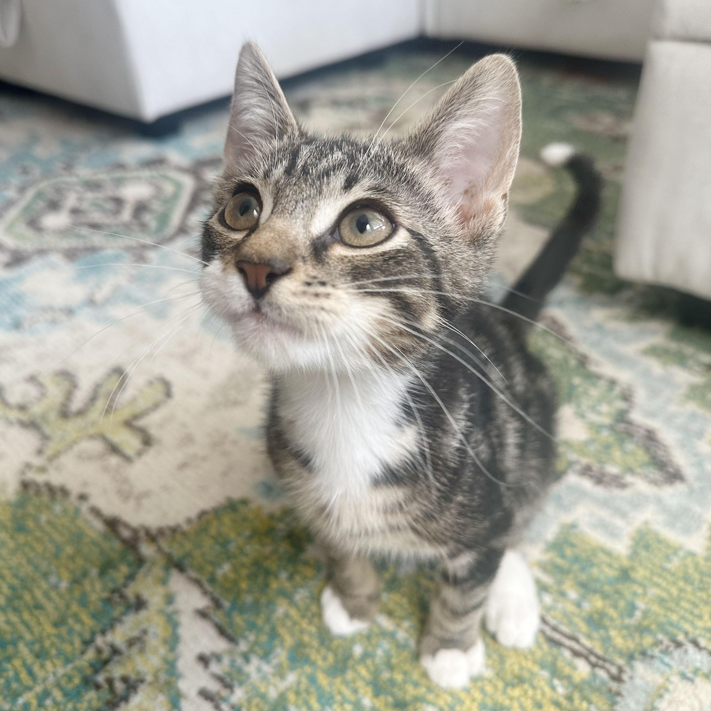 Enlarge Shaun, a ADOPTABLE Domestic Short Hair in BROOKLYN, NY image 3/6