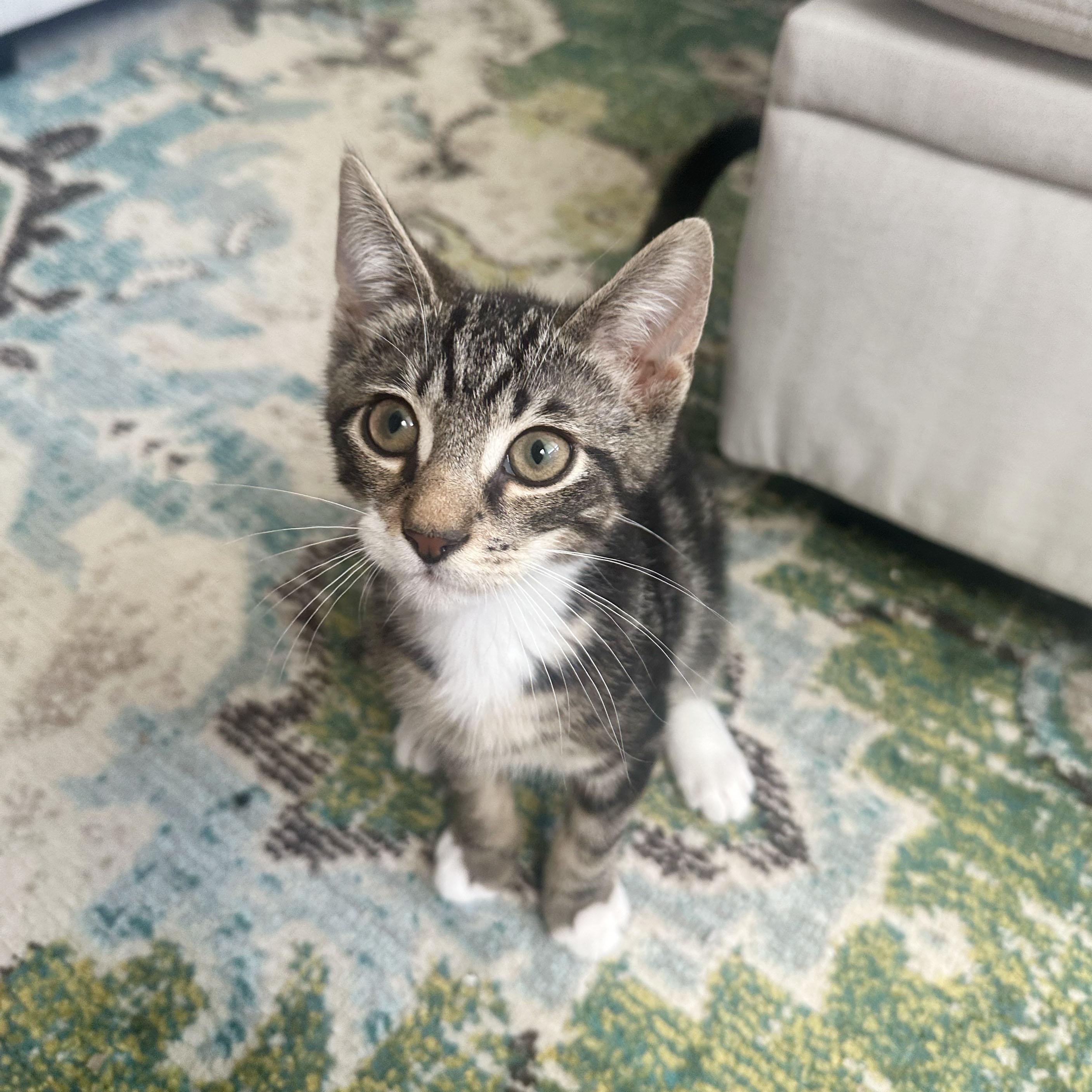 Enlarge Shaun, a ADOPTABLE Domestic Short Hair in BROOKLYN, NY image 5/6