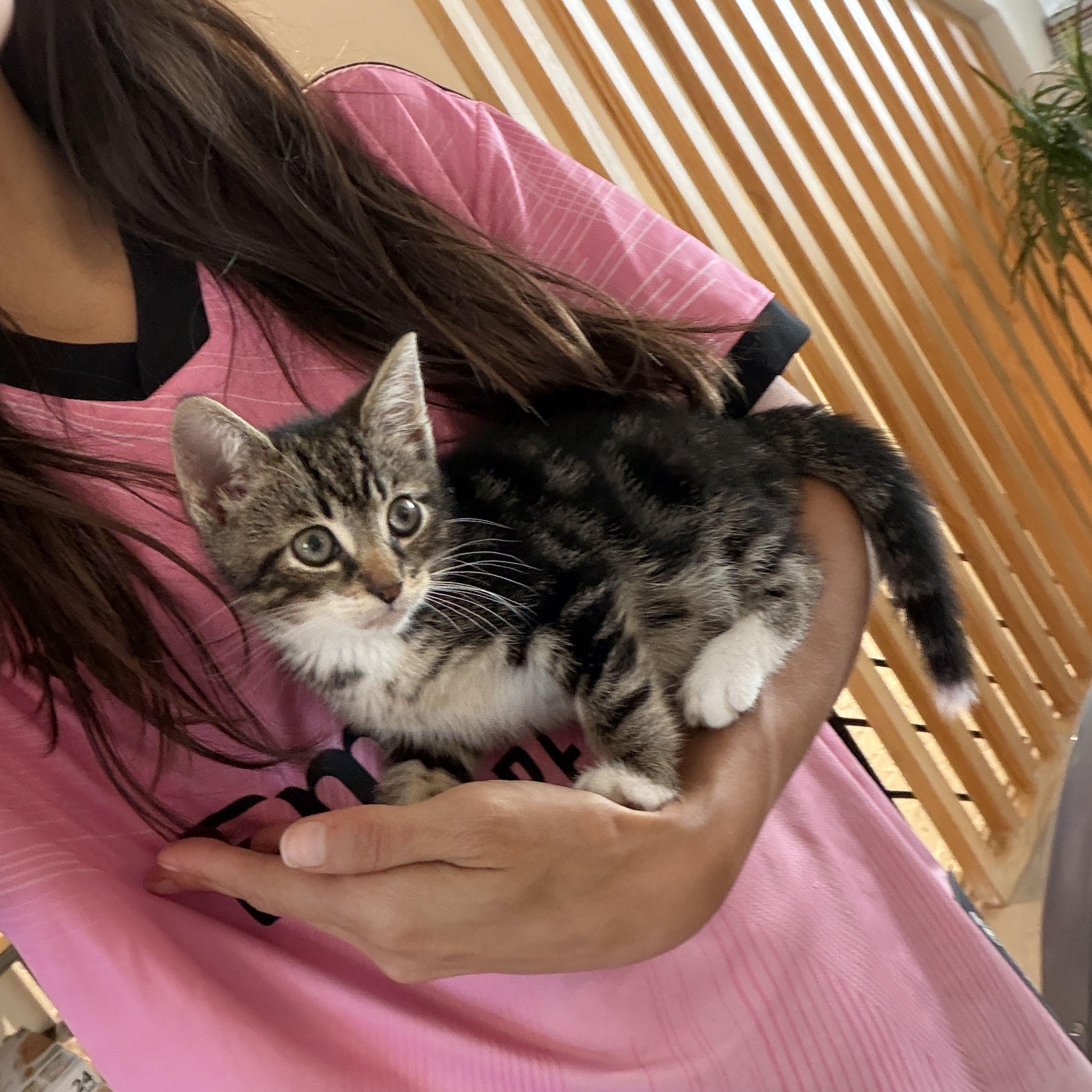 Enlarge Shaun, a ADOPTABLE Domestic Short Hair in BROOKLYN, NY image 3/6