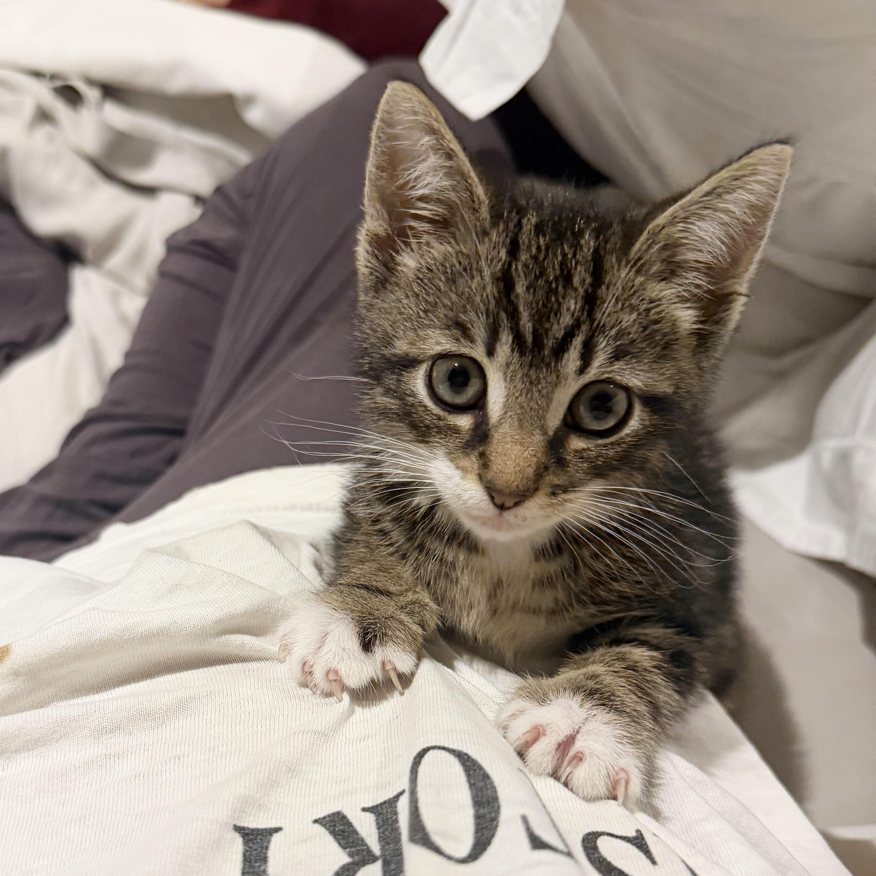 Enlarge Shaun, a ADOPTABLE Domestic Short Hair in BROOKLYN, NY image 2/6