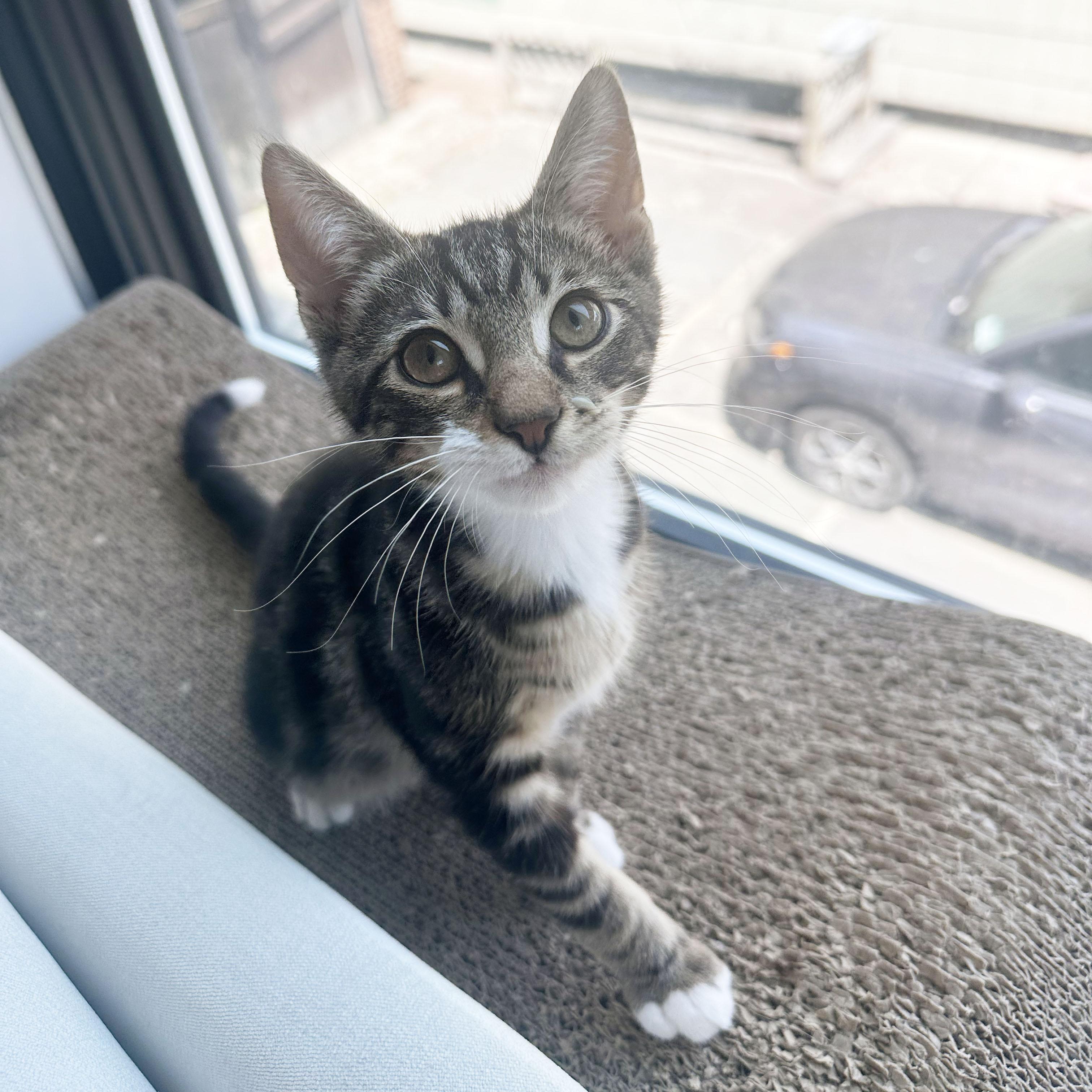 Enlarge Shaun, a ADOPTABLE Domestic Short Hair in BROOKLYN, NY image 6/6