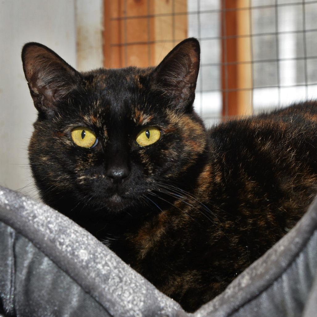 Poppy, Adoptable, Senior Female Domestic Short Hair.