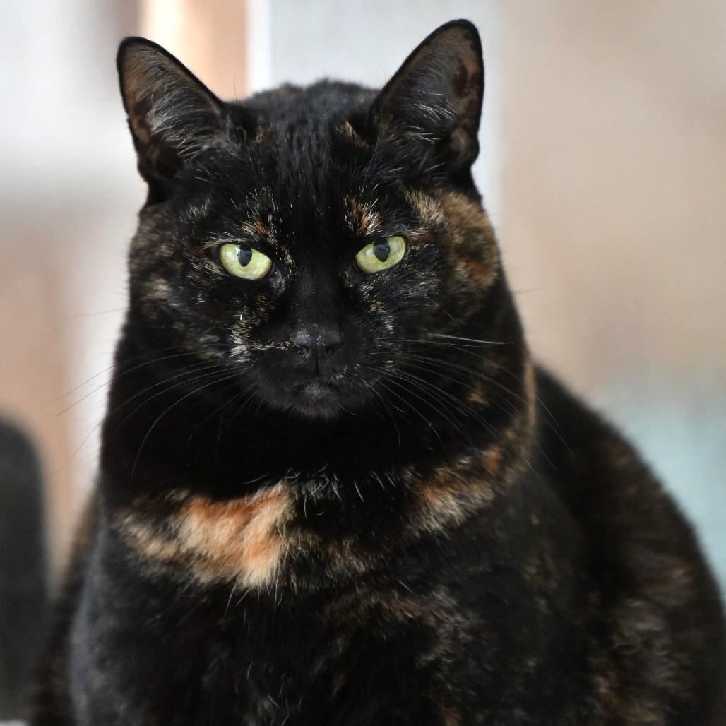 Enlarge Poppy, a Adoptable Domestic Short Hair in Chilliwack, BC image 2/2